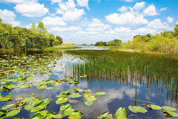 everglades