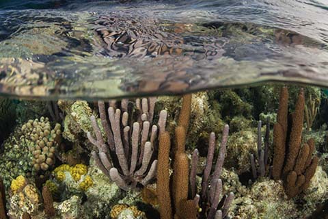 picture of Corals underwater