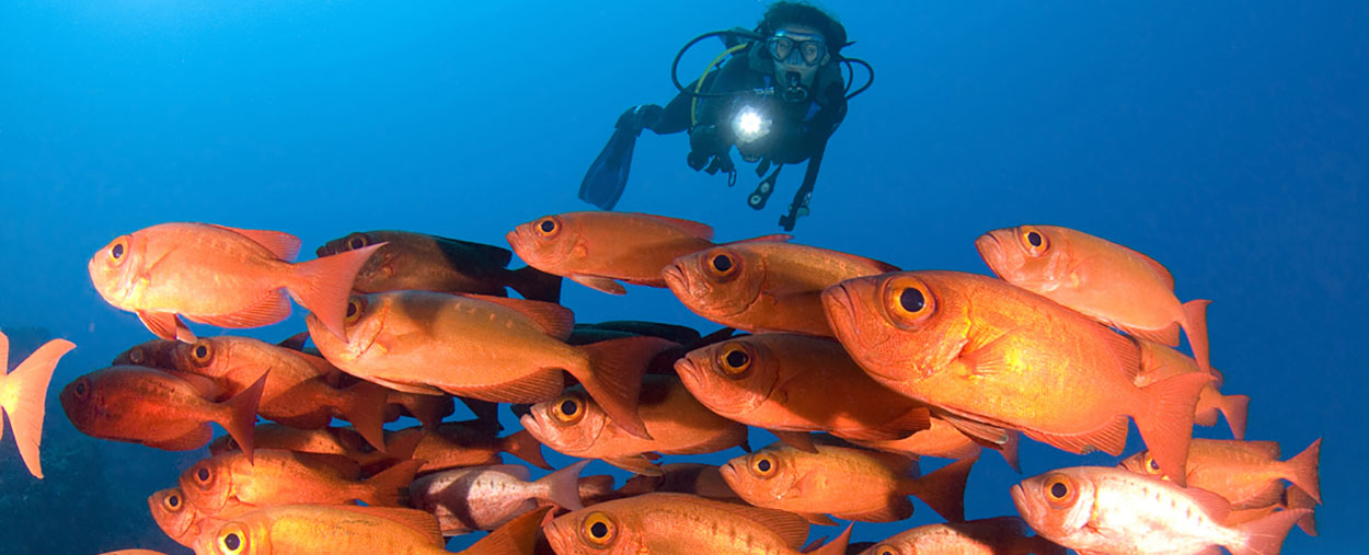 fish and diver stockphoto